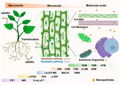Imaging tools for plant nanobiotechnology